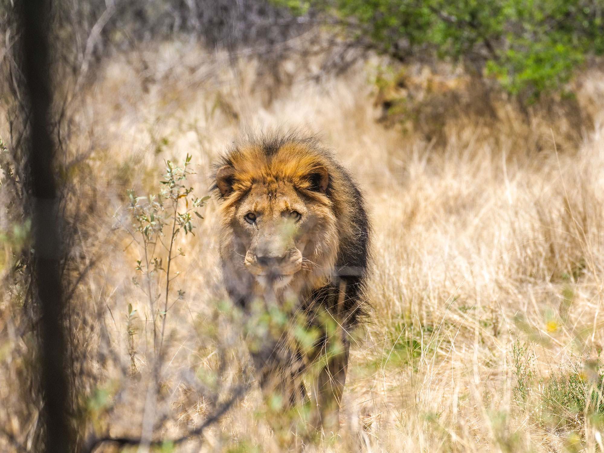 Lion at N/a’an ku sê (Naankuse) Wildlife Sanctuary in Namibia, Africa