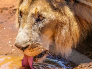 Lion at N/a’an ku sê (Naankuse) Wildlife Sanctuary in Namibia, Africa