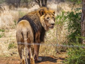Lion at N/a’an ku sê (Naankuse) Wildlife Sanctuary in Namibia, Africa
