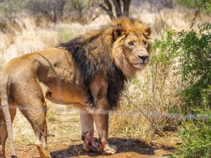 Lion at N/a’an ku sê (Naankuse) Wildlife Sanctuary in Namibia, Africa