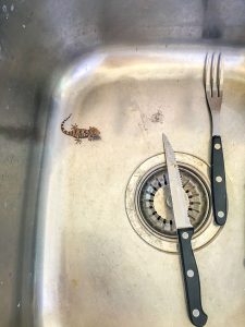 Lizard in sink at Onguma Reserve near Etosha National Park in Namibia, Africa