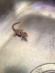 Lizard in sink at Onguma Reserve near Etosha National Park in Namibia, Africa