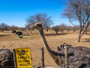 Ostriches at Ombo Rest Camp in Namibia, Africa
