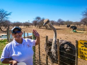 Ostriches at Ombo Rest Camp in Namibia, Africa