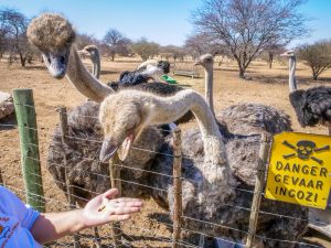 Ostriches at Ombo Rest Camp in Namibia, Africa