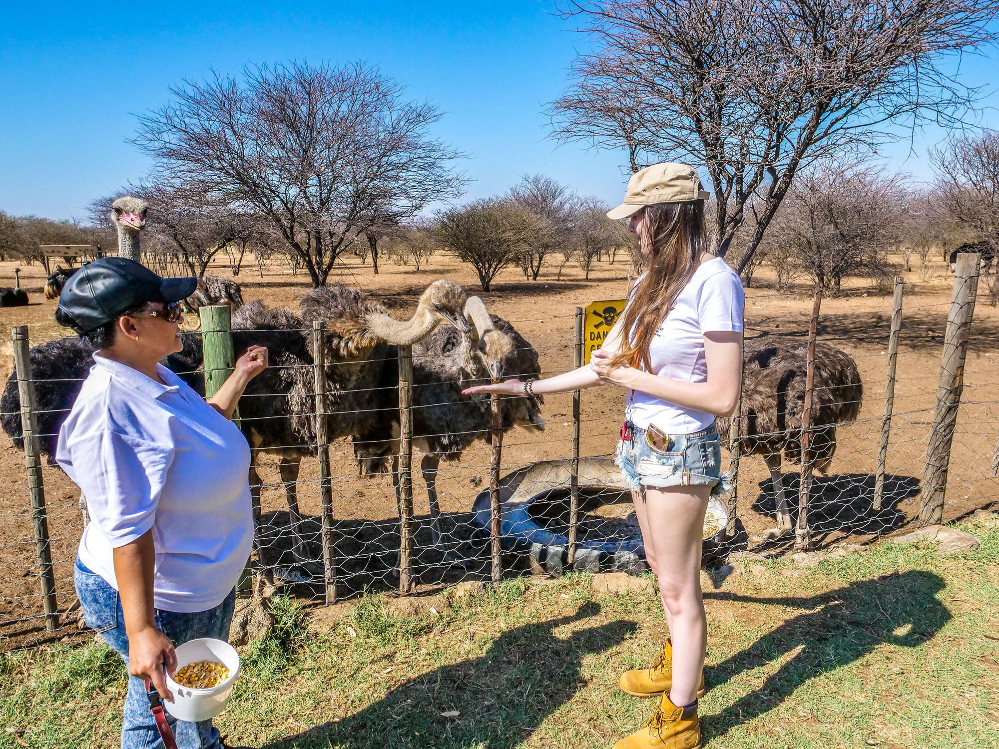 Ella feeding ostriches at Ombo Rest Camp in Namibia, Africa