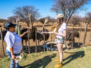 Ella feeding ostriches at Ombo Rest Camp in Namibia, Africa