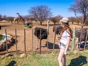 Ella feeding ostriches with giraffes in background at Ombo Rest Camp in Namibia, Africa
