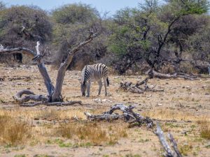 zebra on safari in Etosha National Park, Namibia, Africa