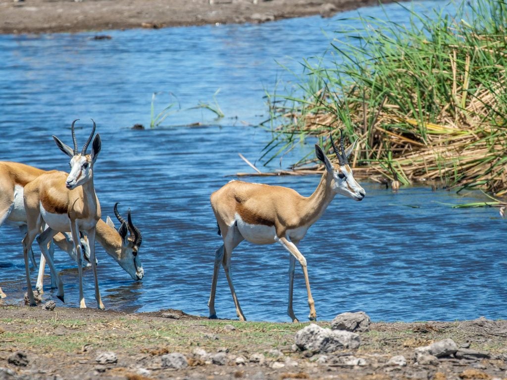 Springbok are a common site in the Central Kalahari Game Reserve