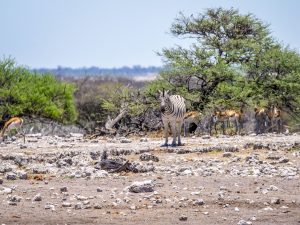 springbok and zebra on safari in Etosha National Park, Namibia, Africa