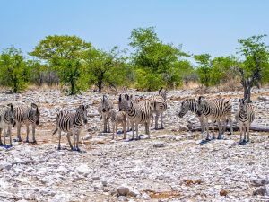 zebra on safari in Etosha National Park, Namibia, Africa
