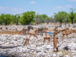 zebra and impala on safari in Etosha National Park, Namibia, Africa