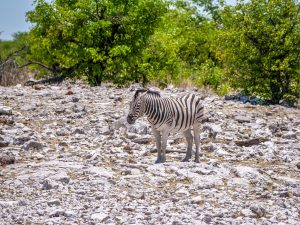 zebra on safari in Etosha National Park, Namibia, Africa