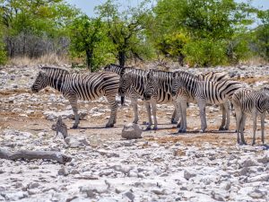 zebra on safari in Etosha National Park, Namibia, Africa
