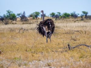 ostrich on safari in Etosha National Park, Namibia, Africa