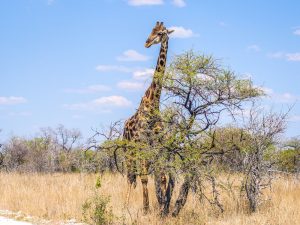 giraffe on safari in Etosha National Park, Namibia, Africa