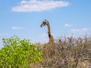 giraffe on safari in Etosha National Park, Namibia, Africa