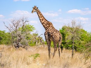 giraffe on safari in Etosha National Park, Namibia, Africa