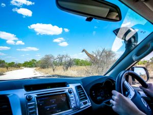 giraffe on safari in Etosha National Park, Namibia, Africa