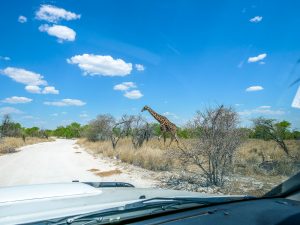 giraffe on safari in Etosha National Park, Namibia, Africa
