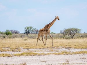 giraffe on safari in Etosha National Park, Namibia, Africa