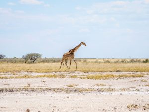 giraffe on safari in Etosha National Park, Namibia, Africa