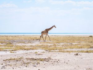 giraffe on safari in Etosha National Park, Namibia, Africa