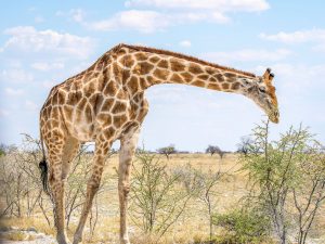 giraffe on safari in Etosha National Park, Namibia, Africa