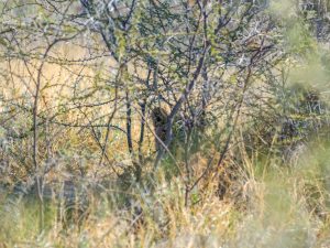 lioness on safari in Etosha National Park, Namibia, Africa