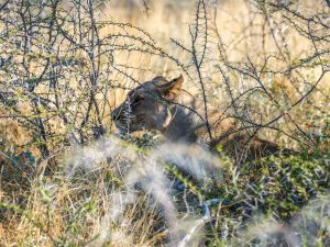 lioness on safari in Etosha National Park, Namibia, Africa