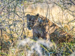 lioness on safari in Etosha National Park, Namibia, Africa