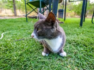 Cat on a campsite near Etosha National Park in Namibia, Africa