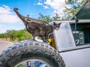 Cat on a campsite near Etosha National Park in Namibia, Africa