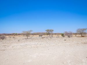 Driving through desert and savannah in Damaraland in Namibia, Africa