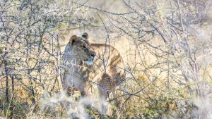lioness on safari in Etosha National Park, Namibia, Africa