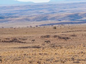 Zebra at Rostock Ritz Desert Campsite in Namib Desert, Namibia, Africa