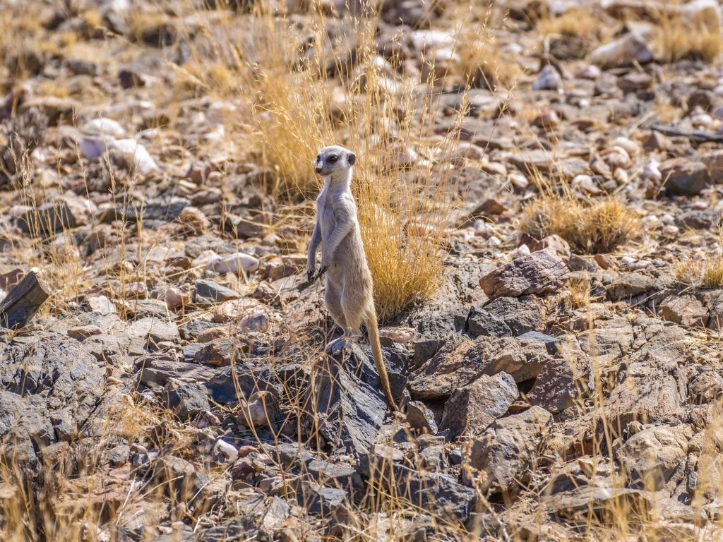 Meerkat in Namib Desert, Namibia, Africa
