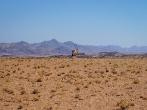 Oryx in Namib Desert, Namibia, Africa