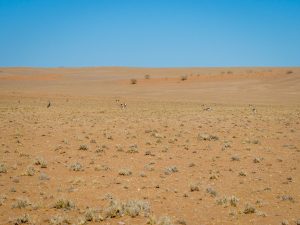Springbok and oryx in Namib Desert, Namibia, Africa