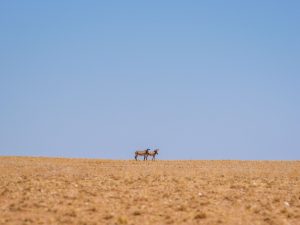 Zebra in Namib Desert, Namibia, Africa