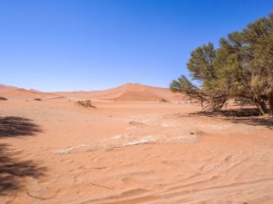 Sand dunes in Sossusvlei, Namib Desert in Namibia, Africa