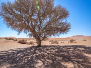 Sand dunes in Sossusvlei, Namib Desert in Namibia, Africa