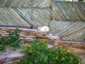 Cat at Lake Oanob Resort, Rehoboth, Namibia, Africa