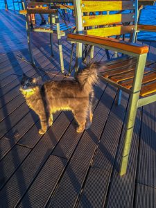 Cat at Lake Oanob Resort, Rehoboth, Namibia, Africa