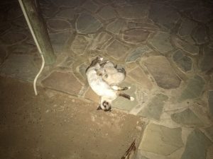 Cats at Lake Oanob Resort, Rehoboth, Namibia, Africa