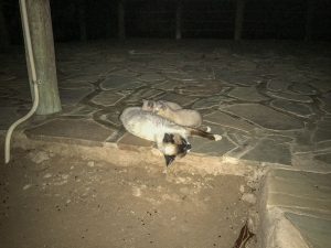 Cats at Lake Oanob Resort, Rehoboth, Namibia, Africa