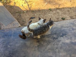 Cats at Lake Oanob Resort, Rehoboth, Namibia, Africa