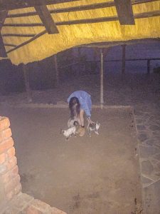 Ella with cats at Lake Oanob Resort, Rehoboth, Namibia, Africa