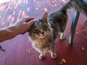 Cat at Lake Oanob Resort, Rehoboth, Namibia, Africa